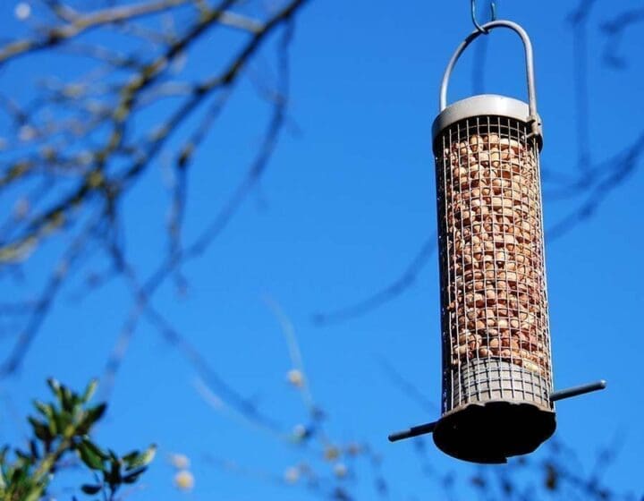 Best Bird Feeders UK: Top Picks for Your Garden Birds