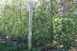 PVC coated wire fence with wave shaped horizontal wires