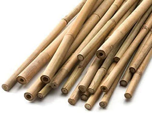 Twenty 90cm bamboo canes for plant support