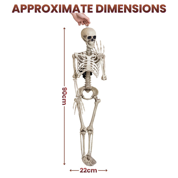 A full-body human skeleton model shown on a white background with overlaid dimension arrows and text reading “APPROXIMATE DIMENSIONS,” plus height 90 cm and width 22 cm. A hand is touching the top of the skull to demonstrate scale.
