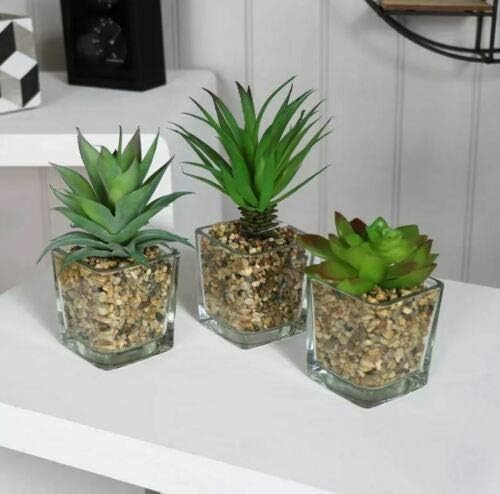 Three hexagonal glass planters with succulents on a white surface.