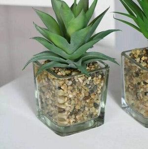 Hexagonal glass vase with a succulent plant on a white surface