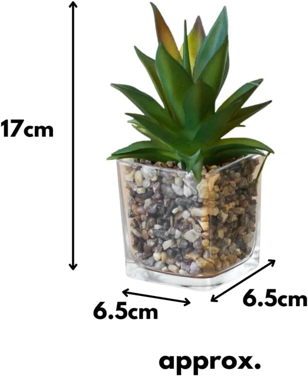 Potted plant with dimensions labeled on a white background