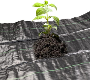 Young plant emerging from soil on a black woven fabric background