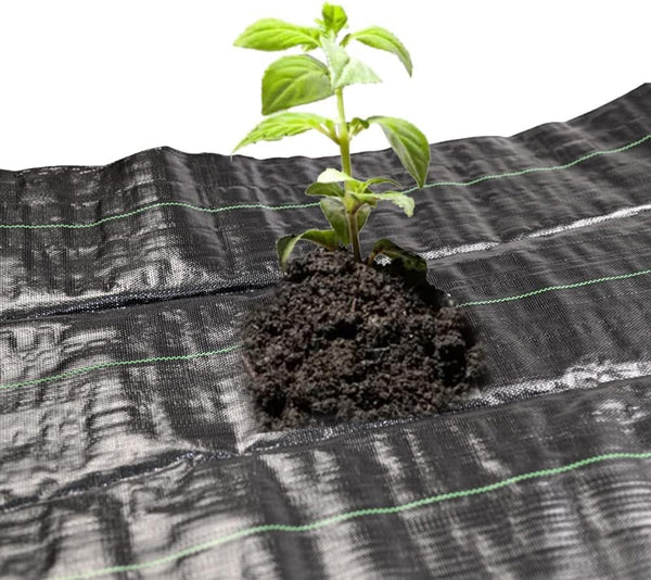 Young plant emerging from soil on a black woven fabric background