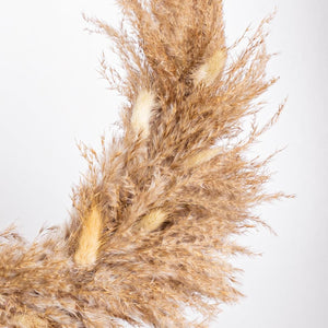 Dried pampas grass against a white background