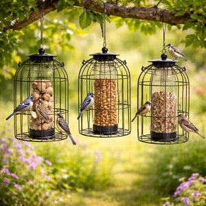 Three black wire bird feeders hang from a tree branch in a garden, filled with seeds and suiting up with small birds perched around them.