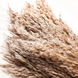 Close-up of dried pampas grass on a white background