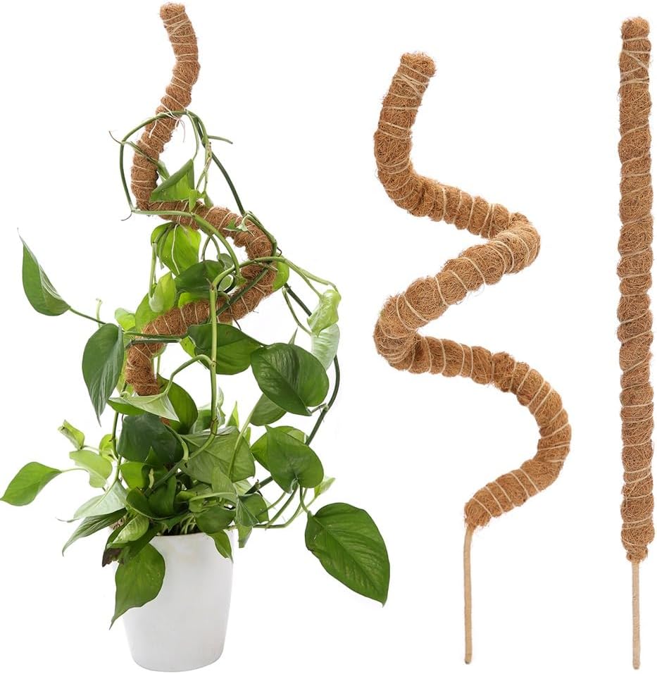 Bendable moss poles supporting monstera houseplant growth