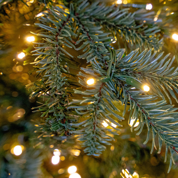 Close-up of green pine tree branches with warm white string lights glowing in the background.