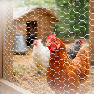 A close-up view of a brown hen with a red comb standing behind white hexagonal wire mesh in a chicken coop, with other chickens and a wooden coop visible in the blurred background.