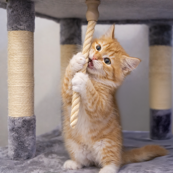 206cm Extra Large Floor to Ceiling Cat Tree Tower