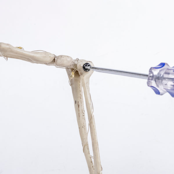 Close-up of a bone model joint with a metal screwdriver inserting a screw, on a plain white background.