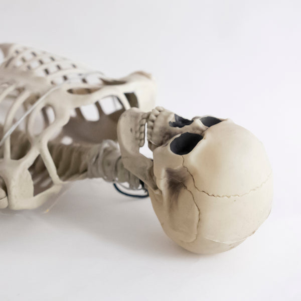 An anatomical model of a human skeleton, focusing on a detailed skull with realistic textures and dark eye sockets, positioned on a clean white background.