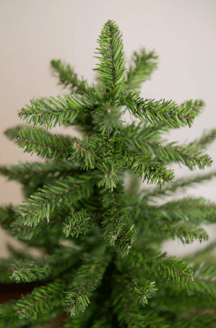 Close up shot of green Small Christmas tree.