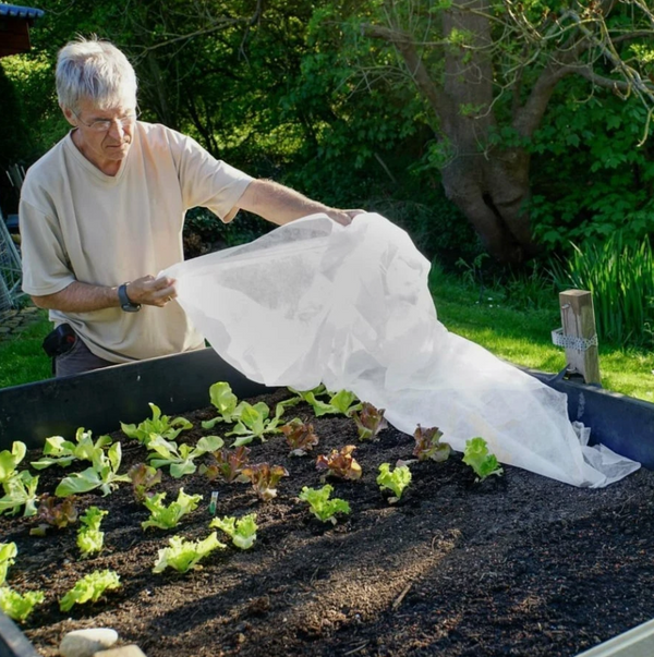 Man tending to a garden bed with plants, using a white sheet.