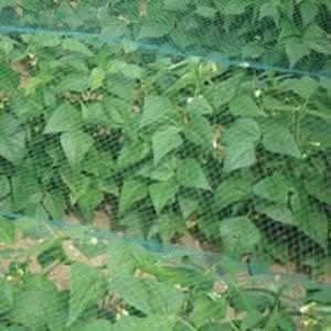 UV stabilised bird protection net displayed over plants