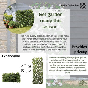 Lemon leaf trellis wall privacy screen