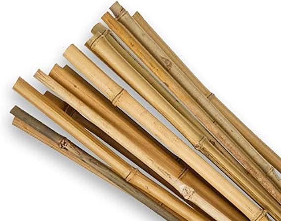 Bamboo plant supports used with tomato plants