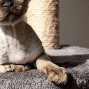 Cat scratching pole for stretching and exercise indoors