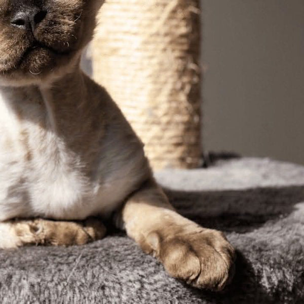 Cat scratching pole for stretching and exercise indoors