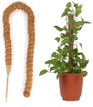 plant support sticks installed in decorative plant pot