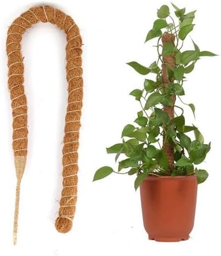 plant support sticks installed in decorative plant pot