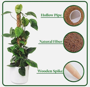 climbing pothos plant growing on moss support pole