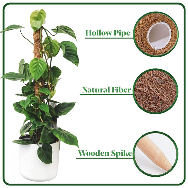 Natural fibre pole supporting Pothos plant