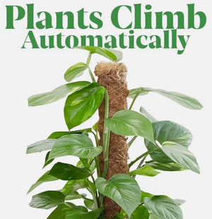 extra tall coco coir stake for monstera growth