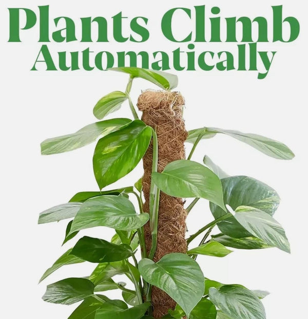 extra tall coco coir stake for monstera growth