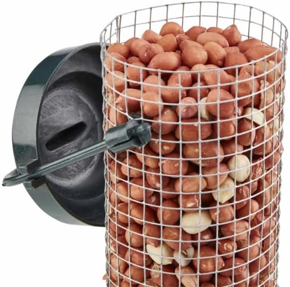 bird feeding peanuts for outdoor wildlife