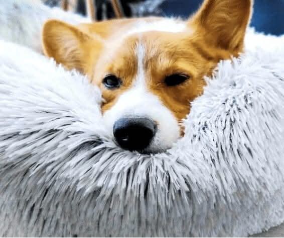 Grey pet bed with soft cotton filling