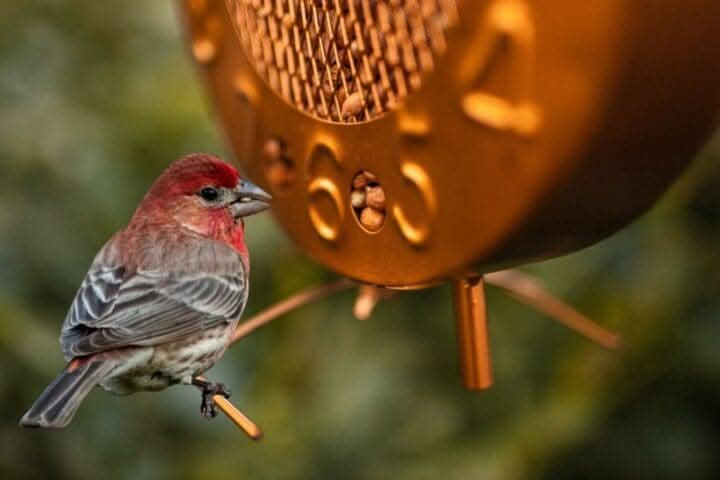 Copper clock bird feeder with vintage garden design
