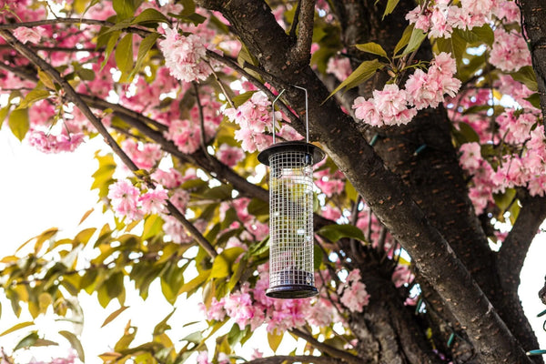Hammertone garden bird feeder for peanuts and seeds