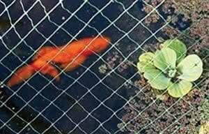 heavy-duty-pond-and-garden-netting-mesh-bird-control