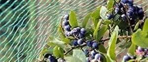 heavy-duty-pond-and-garden-netting-mesh-bird-control