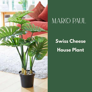 Maintenance-free Monstera plant in pot