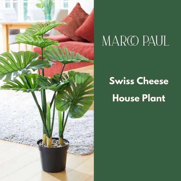 Maintenance-free Monstera plant in pot