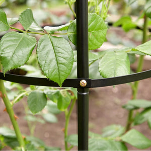A close-up of a black metal rose trellis stake with a curved support arm and a gold-toned fastener, shown in a garden setting with green rose leaves growing through it.