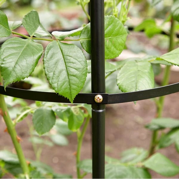 A close-up of a black metal rose trellis stake with a curved support arm and a gold-toned fastener, shown in a garden setting with green rose leaves growing through it.