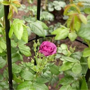 1.9m Metal Garden Obelisk Climbing Plant Support Frame