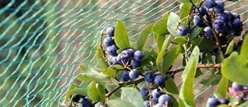 Anti bird mesh protecting plants and seedlings