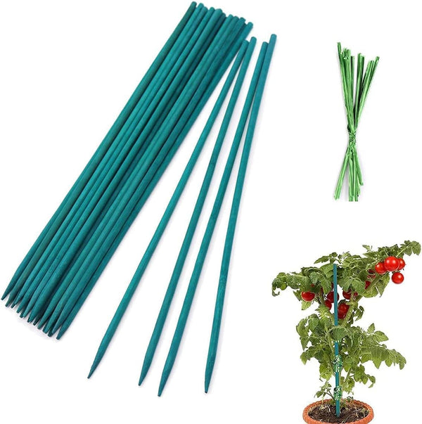 Bamboo canes supporting vegetable plants.