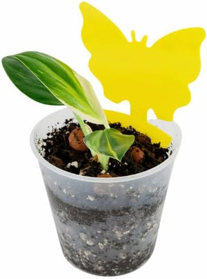 Non toxic insect traps for houseplants