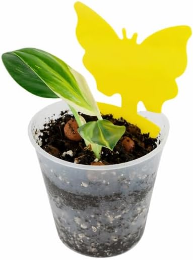 Non toxic insect traps for houseplants