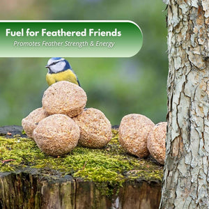 Garden bird fat balls supporting year-round feeding.