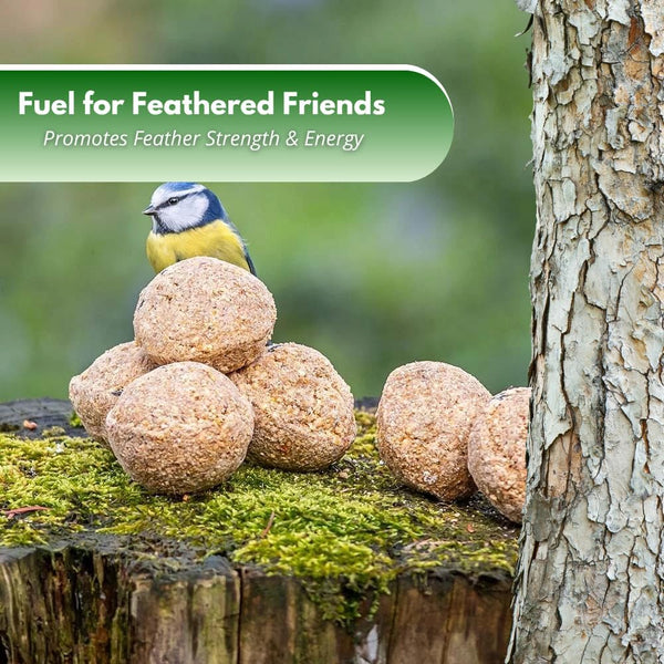 Garden bird fat balls supporting year-round feeding.