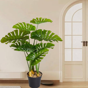 Realistic Monstera plant with split leaves