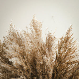 Close-up of dried pampas grass against a neutral background